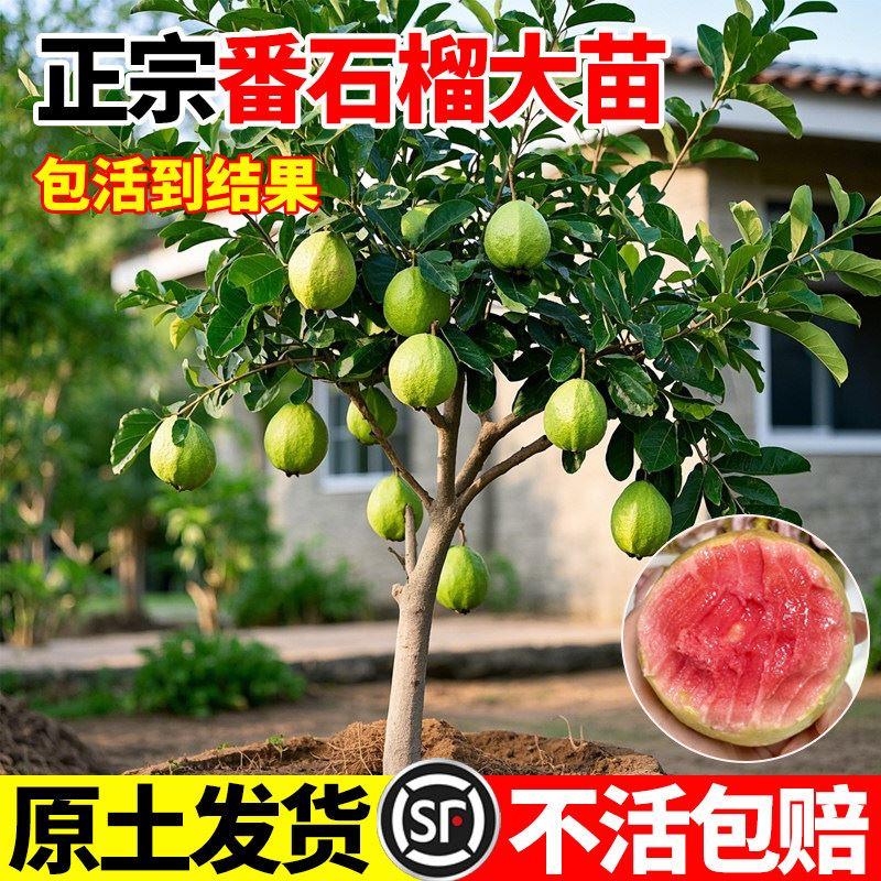 番石榴果树苗红心芭乐树苗盆栽地栽庭院南方种植四季果树嫁接果苗