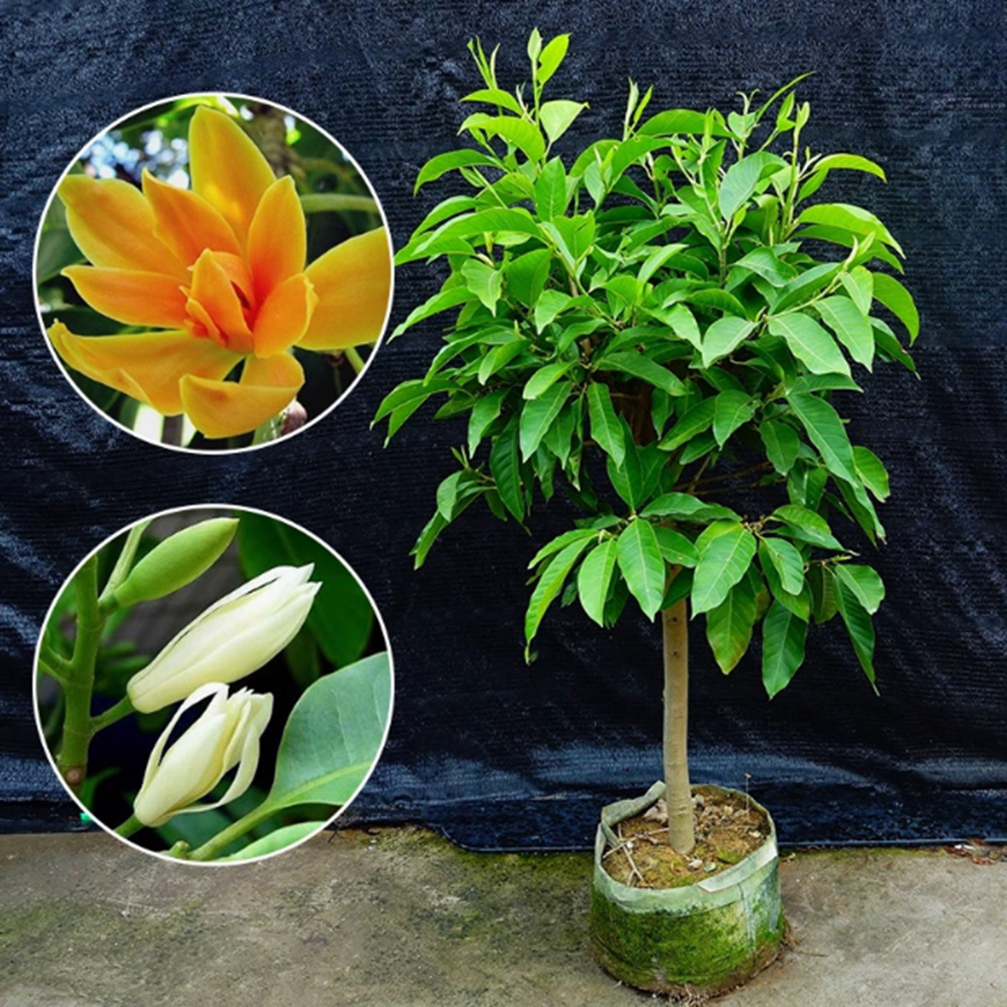 白兰花盆栽黄兰花树苗花卉植物黄果室内四季常青浓香型易成活花卉