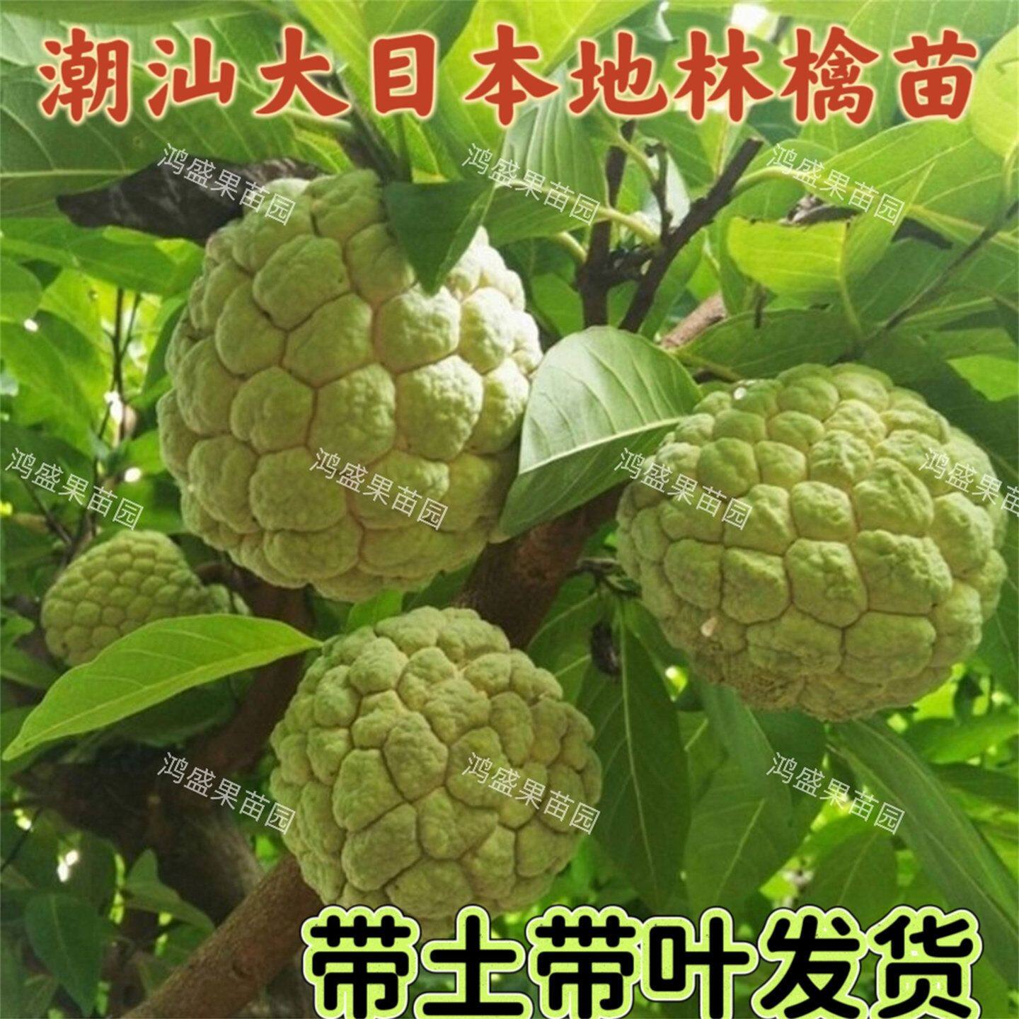 潮汕大目本地林檎苗释迦果树苗番荔枝苗佛头果释迦果苗红玫瑰释迦