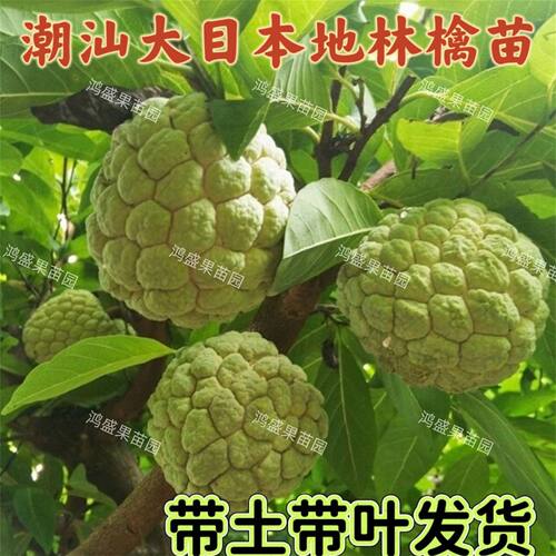 潮汕大目本地林檎苗释迦果树苗番荔枝苗佛头果释迦果苗红玫瑰释迦