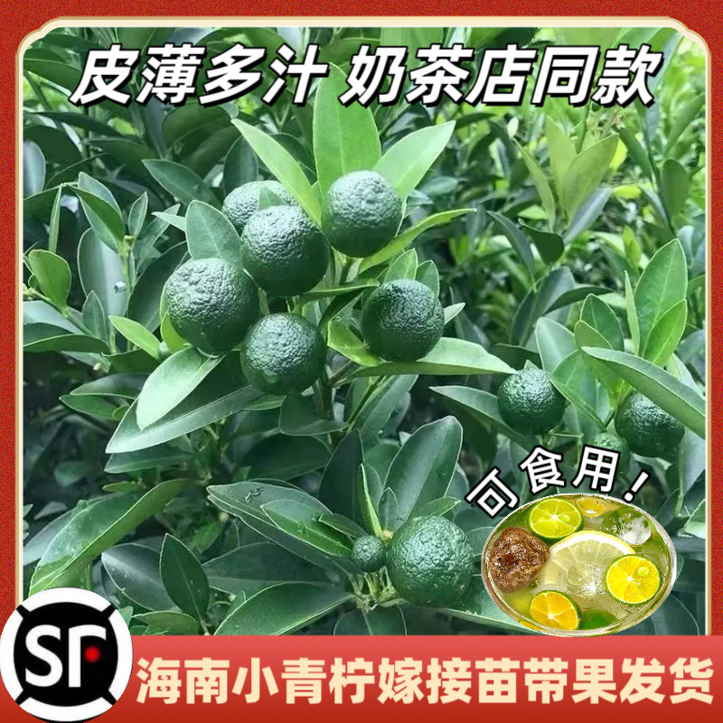 海南小青柠树苗带果盆栽可食用树苗柠檬树苗盆栽耐寒南方北方可种