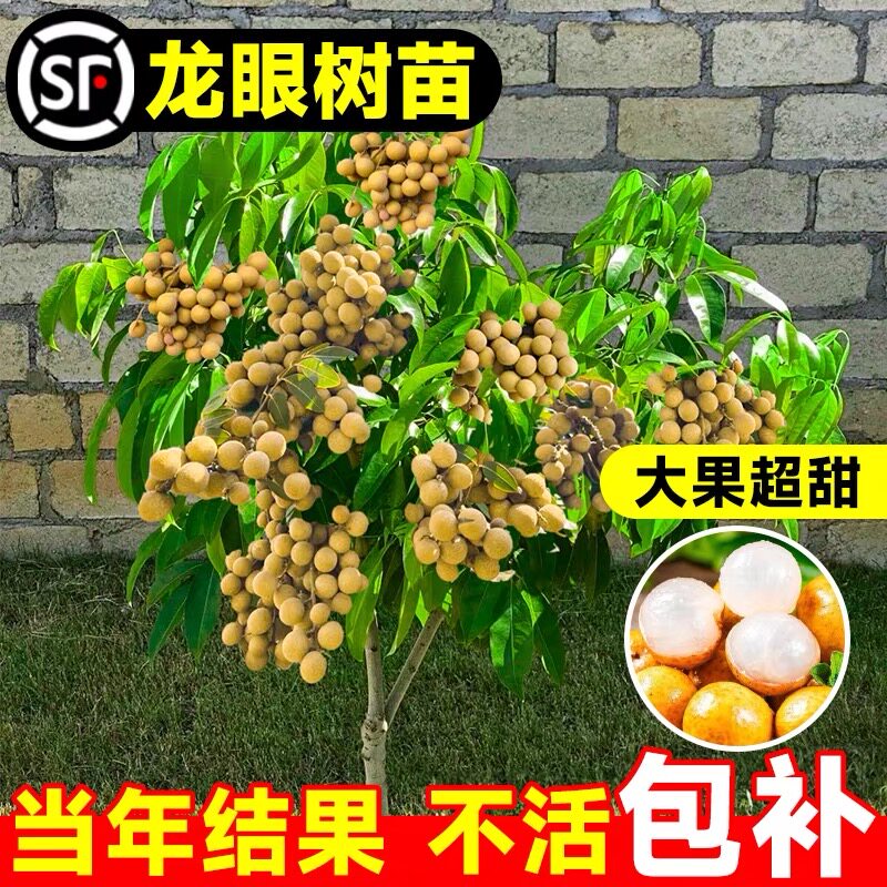石峡龙眼树苖嫁接储良大桂圆树苗南北方四季种植盆栽地栽当年结果