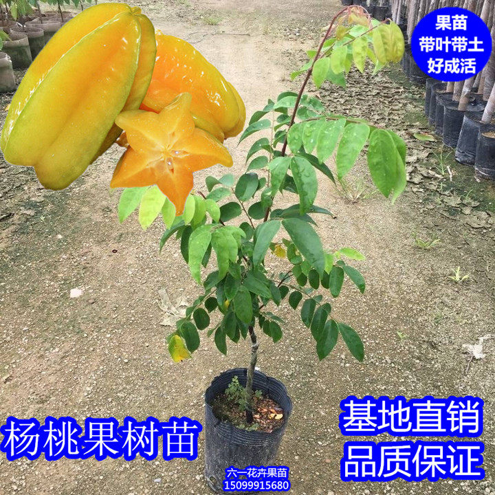 杨桃果树苗当年结果嫁接果苗四季台湾甜杨桃苗盆栽阳台庭院种植