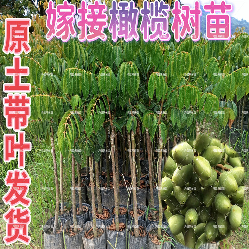 广东潮汕青橄榄苗甜种橄榄三棱橄榄乌橄榄嫁接苗水果树苗大果甘甜