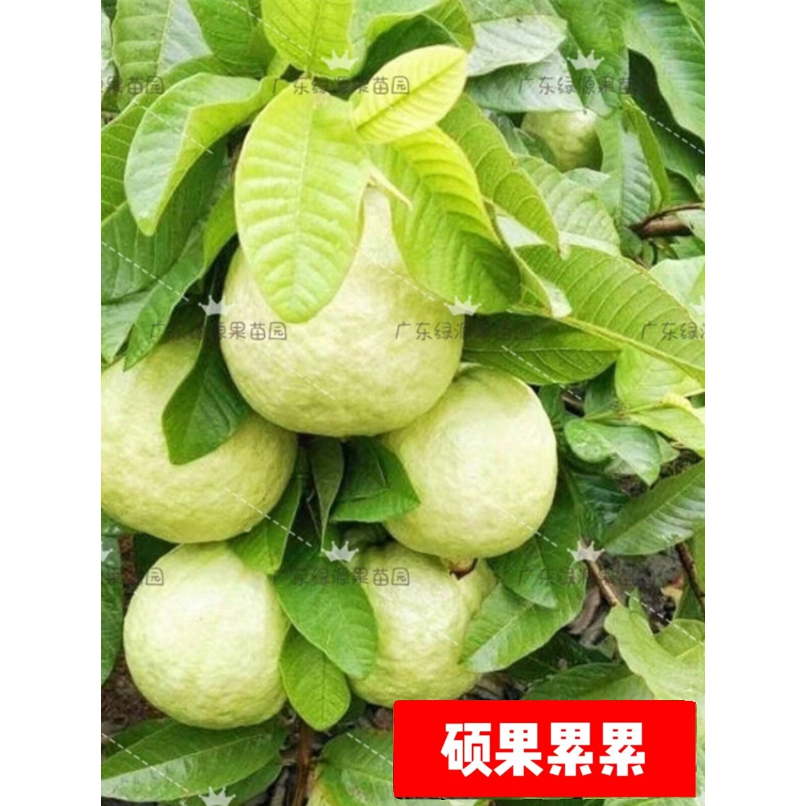 嫁接珍珠番石榴苗红宝石西瓜红芭乐苗高压胭脂红帝王脆甜带土带叶