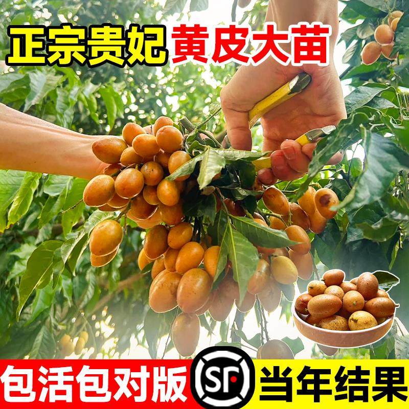 贵妃黄皮苗树正宗广西纯甜果树苗带土带叶南北方种植盆栽庭院地栽