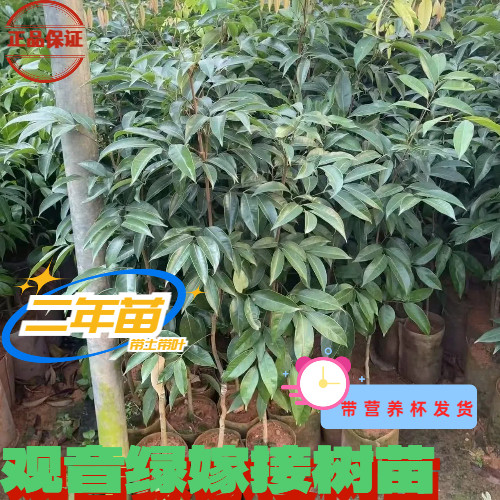 观音绿二年嫁接果树苗带营养杯易存活保真可盆栽地载2年苗带叶正