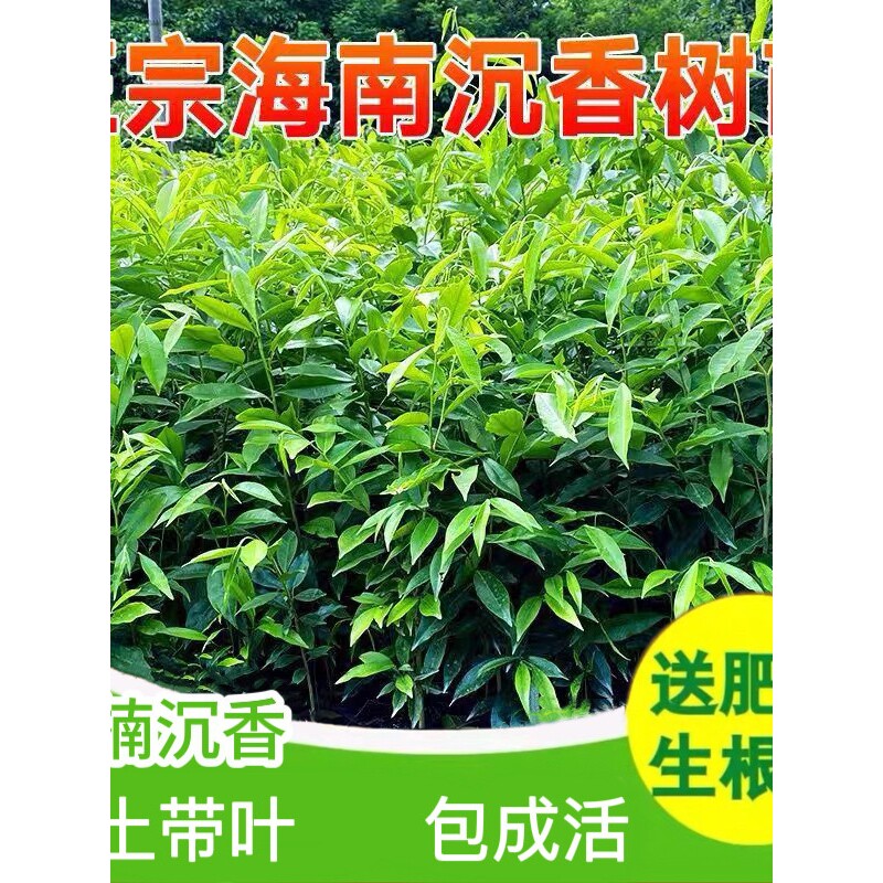 奇楠正宗海南沉香树苗四季常青原土球树苗耐寒名贵珍稀奇楠树苗