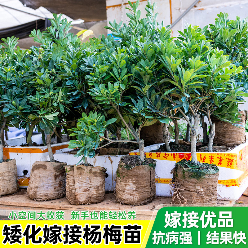 杨梅树树苗正宗嫁接仙居东魁黑炭杨梅苗早熟杨梅带土南方北方种植
