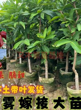 台湾莲雾苗树苗嫁接苗大叶红南方种植地栽盆栽庭院种植