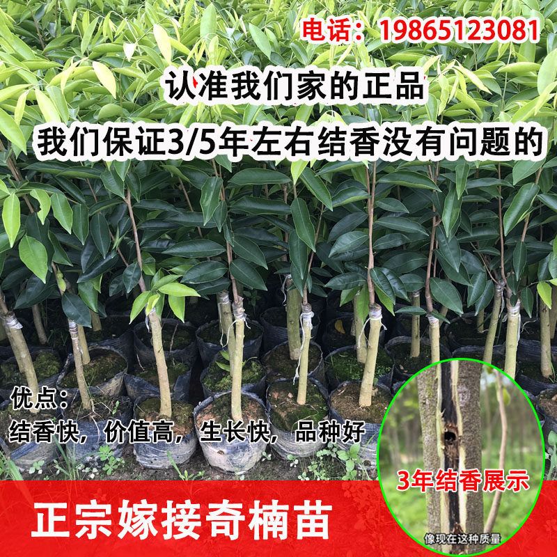 正宗嫁接奇楠苗沉香树苗母树一代30CM香霸树心油棋楠苗原土原杯发