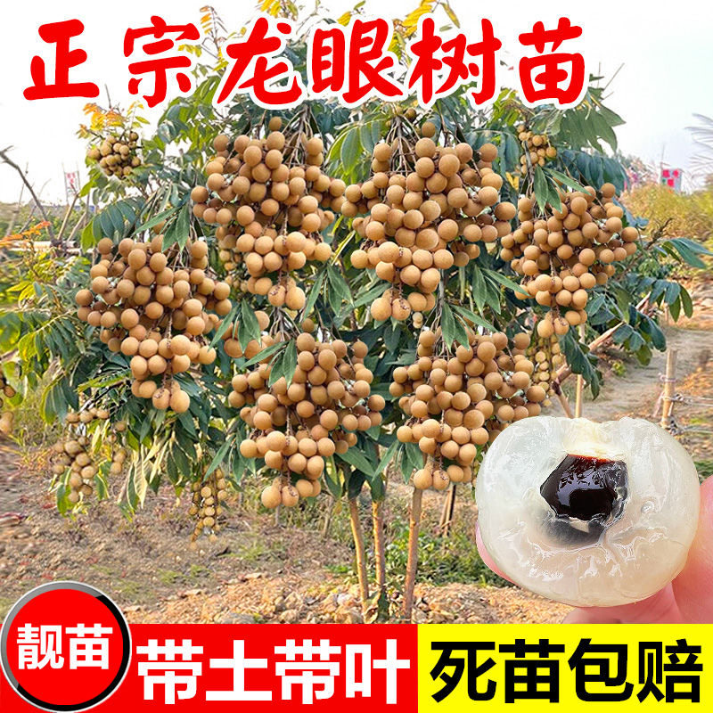 广西龙眼树苗嫁接石硖储量桂丰早龙眼桂圆盆栽四季可种植当年结果
