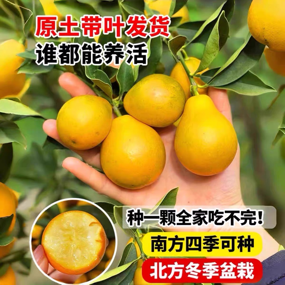 融安脆蜜金桔苗脆皮带果耐寒橘子树苗融安脆蜜金柑嫁接金桔树树苗