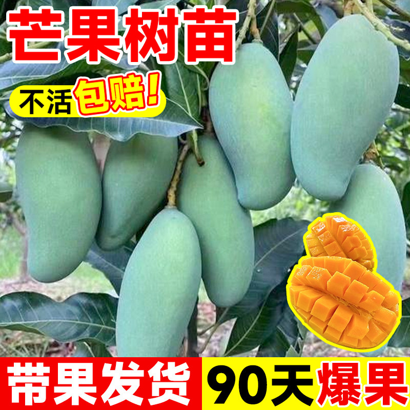 芒果树嫁接苗金煌芒四季芒果树果苗贵妃芒果苗树盆栽地栽水果树苗