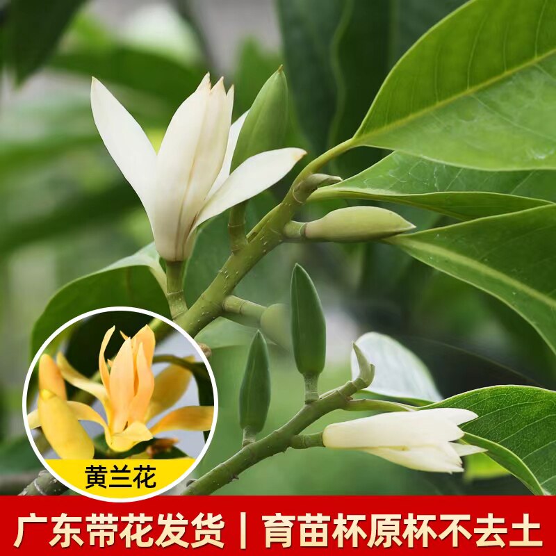 白兰花苗白兰花盆栽带花苞黄果兰树苗黄角兰黄桷兰树苗老桩嫁接苗