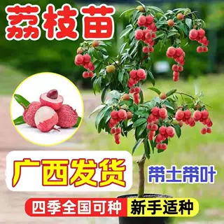 荔枝王树苗嫁接观音绿观音绿马贵荔枝苗果树苗树当年结果南方种植