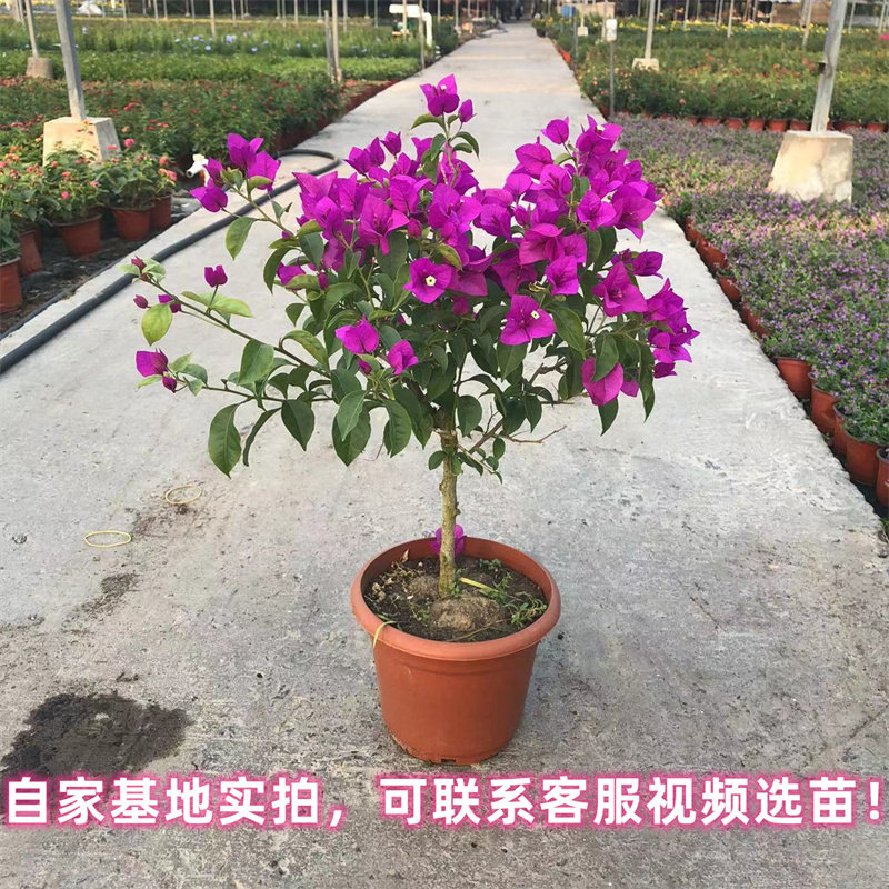 重瓣三角梅盆栽树苗爬藤老桩棒棒糖发货室内外观花植物四季开花卉
