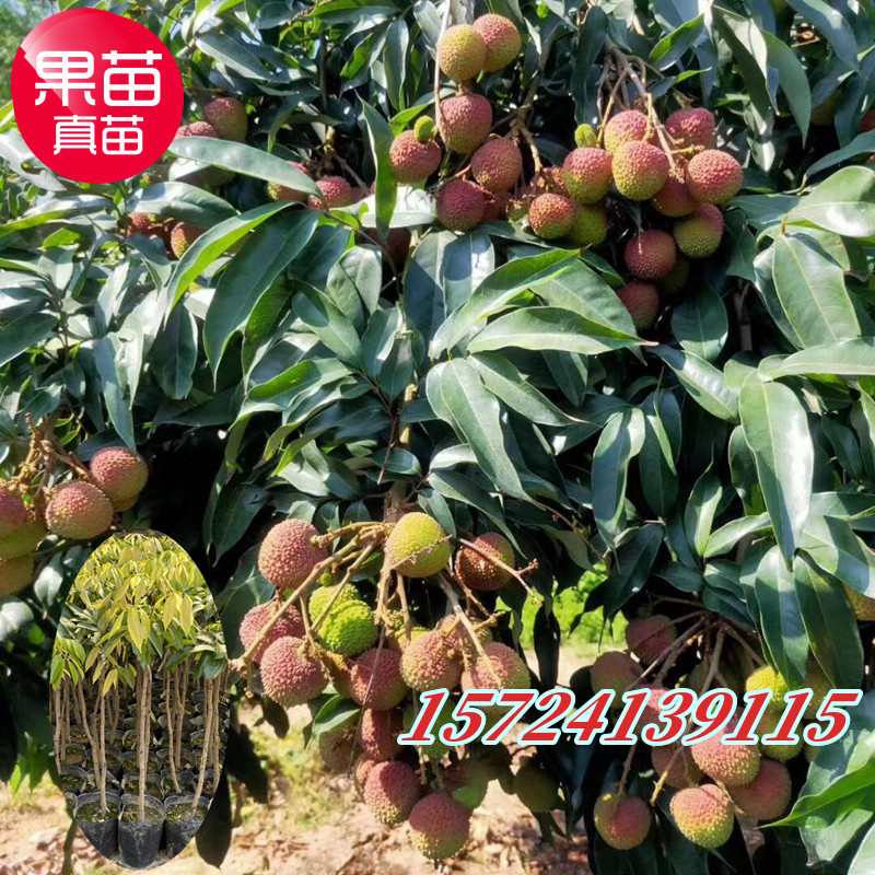 广东荔枝苗嫁接龙鳞荔枝苗无核荔枝苗桂味糯米糍荔枝果树果苗盆栽