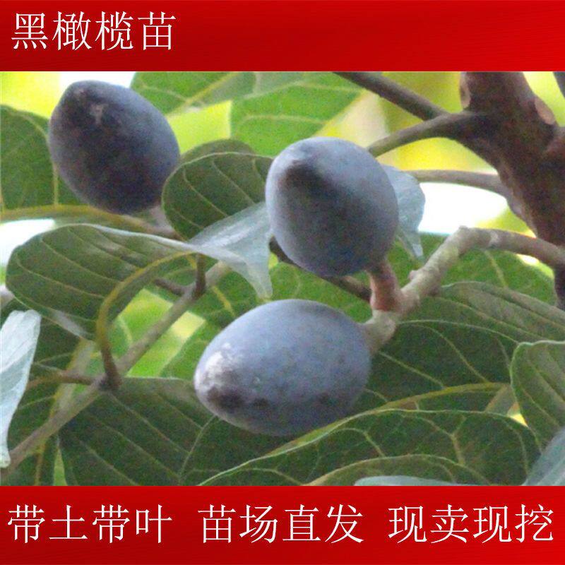 吊思茅橄榄树油榄树黑橄榄树石站榄树