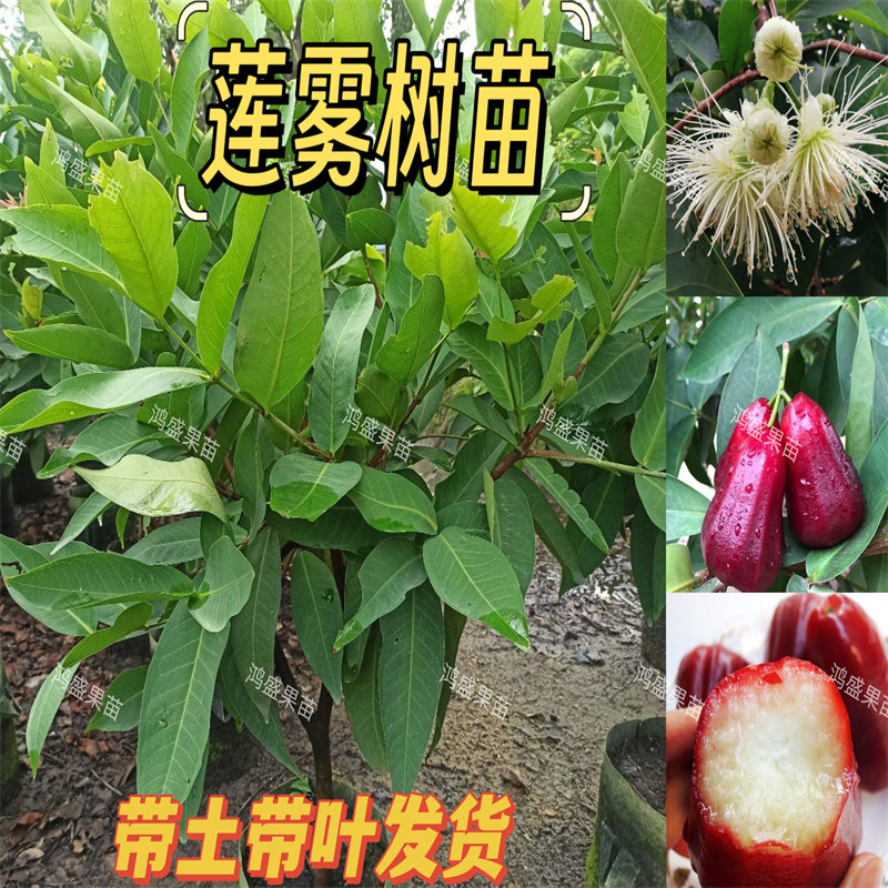 莲雾树苗嫁接台湾黑糖芭比黑金刚四季大叶红南方果苗庭院地栽带土