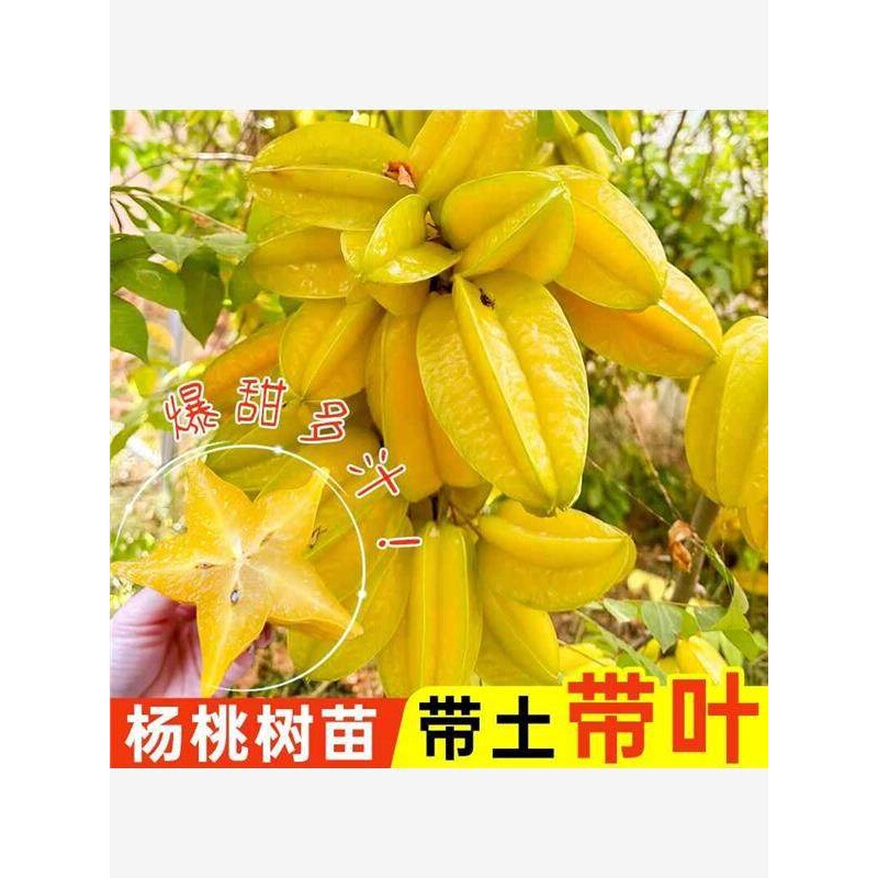 广西甜杨桃树苗清甜无杂味嫁接正宗品种四季结果包邮易活庭院