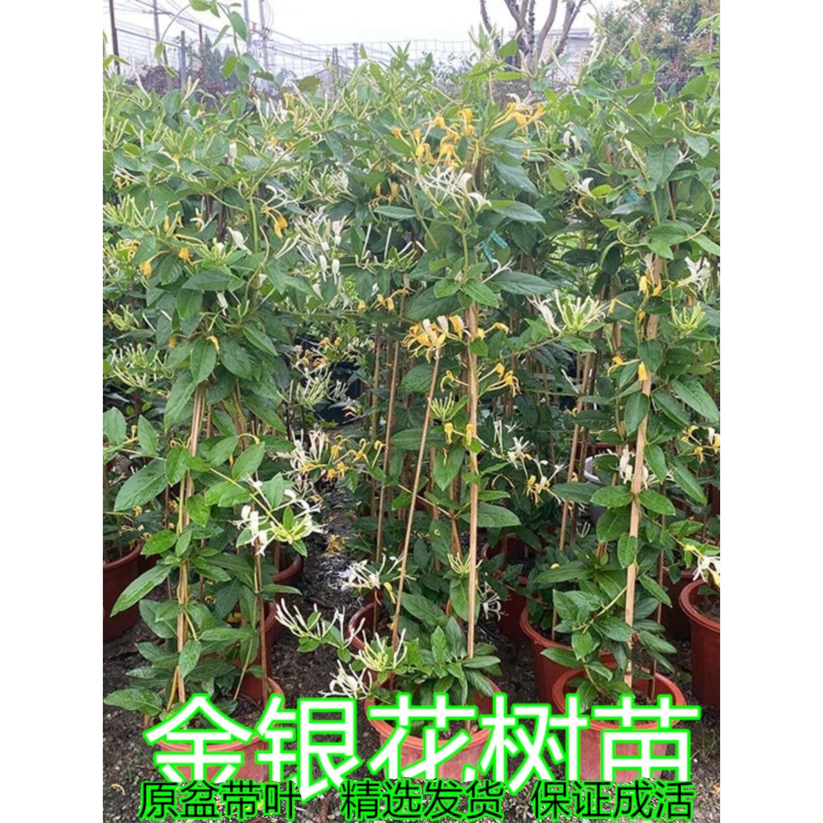 爬藤植物黄白金银花树苗食用白红金银花苗盆栽鸳鸯藤庭院开花常青