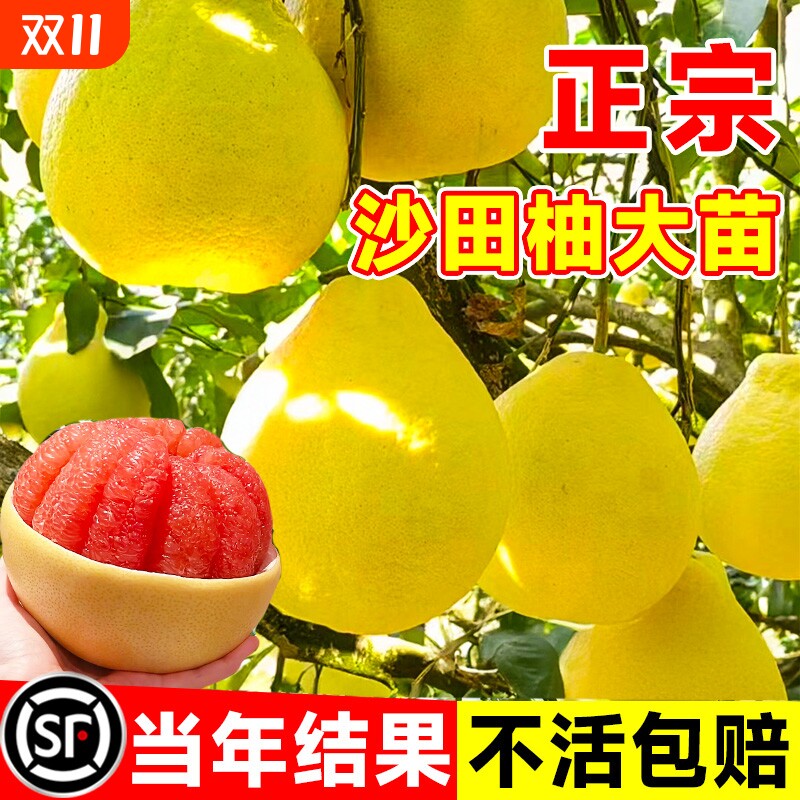 柚子树苗果树果苗红心蜜柚广西大沙田柚庭院嫁接南方种植水果葡萄