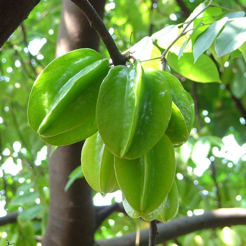杨桃树果苗四季甜嫁接种植果树果苗南方种植盆栽地栽当年结果特大