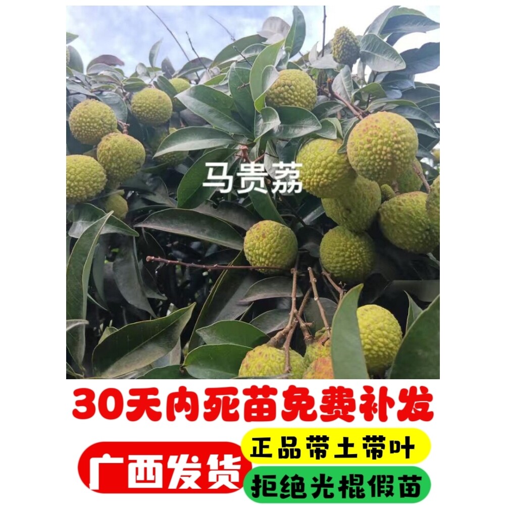 新品种马贵荔晚熟冰荔观音绿荔枝王嫁接苗南方可盆栽地栽当年结果