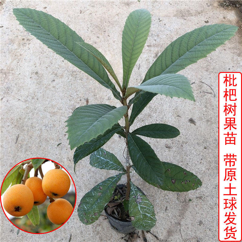 嫁接枇杷树苗盆栽地栽特大南北方种植当年结果大五星白沙枇杷树苗