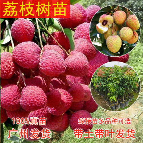 广东嫁接荔枝树苗冰荔仙进奉桂味无核妃子笑带土发货南方种植