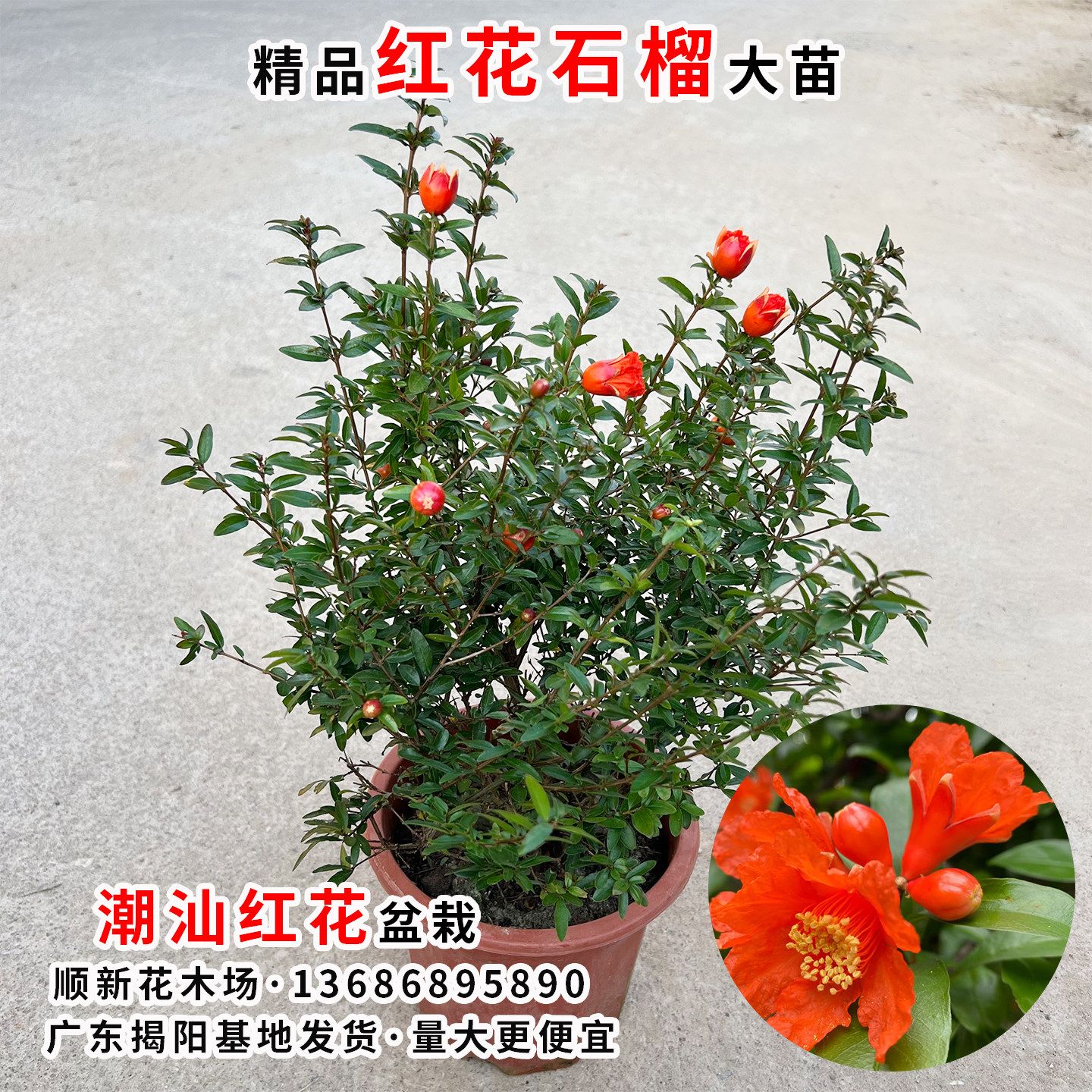 石榴花盆栽 潮汕红花 石榴花苗 红花苗 喜庆吉祥花苗庭院阳台绿植