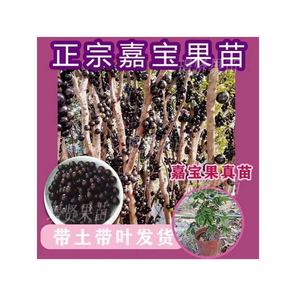 正宗嘉宝果树苗树葡萄盆栽四季沙巴艾斯卡南方种植当年结果