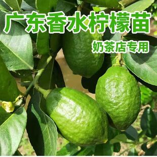 台湾四季香水柠檬树苗嫁接果苗广东无籽无核南方当年结果盆栽地栽