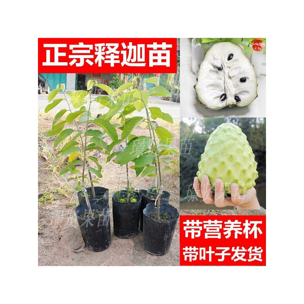 特大释迦果苗树嫁接台湾凤梨释迦南方牛奶释迦番荔枝释迦摩尼果苗