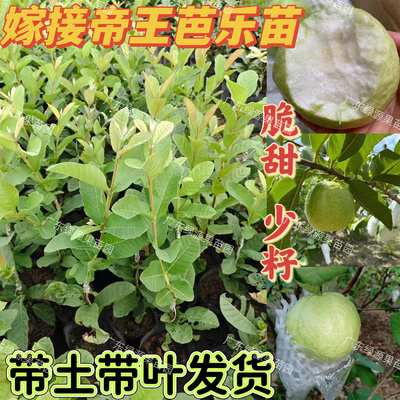 正宗嫁接芭乐苗四季结果脆甜台湾白心帝王番石榴树苗大果新品种