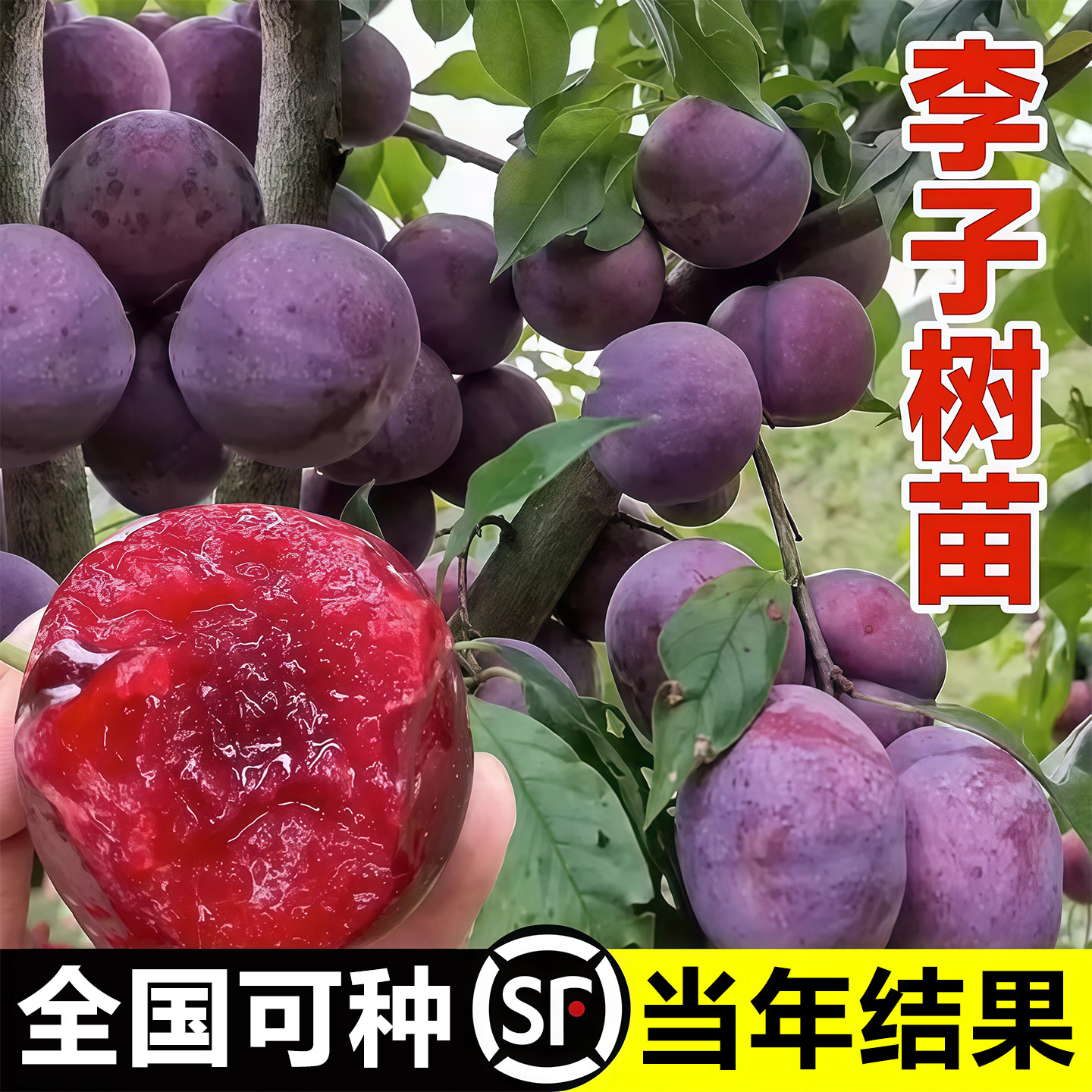 蜂糖李子树苗嫁接特大晚熟脱骨青脆李子果树苗南北方种三华李树苗