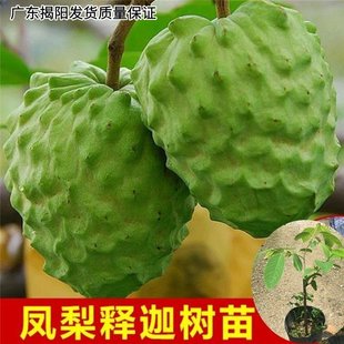 正宗台湾释迦果苗盆栽番荔枝树苗带叶带土林檎苗嫁接果苗当年结果