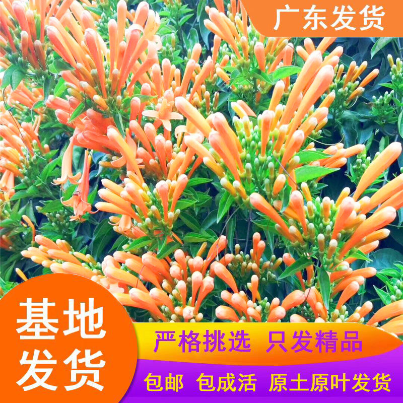 炮仗花苗爬藤绿植物攀援花卉四季常青 鞭炮花 爆竹花 黄鳝藤盆栽