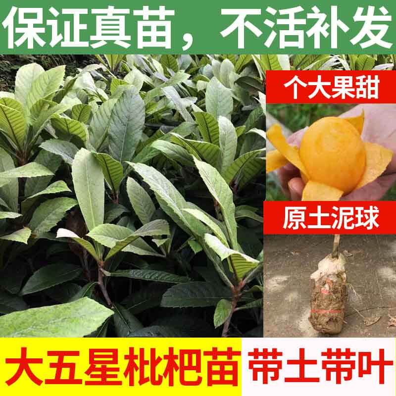 枇杷苗树正宗嫁接特大五星枇杷树苗水果树苗盆栽带土带叶南方种植