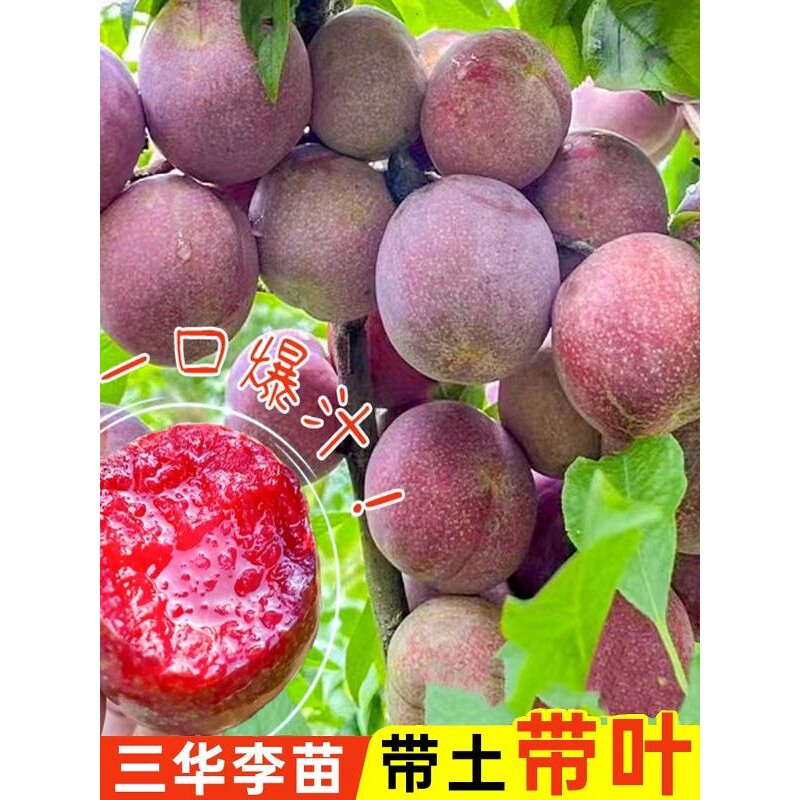 正宗钱排银妃三华李子树苗嫁接果苗红心早熟李子苗三月李子树苗