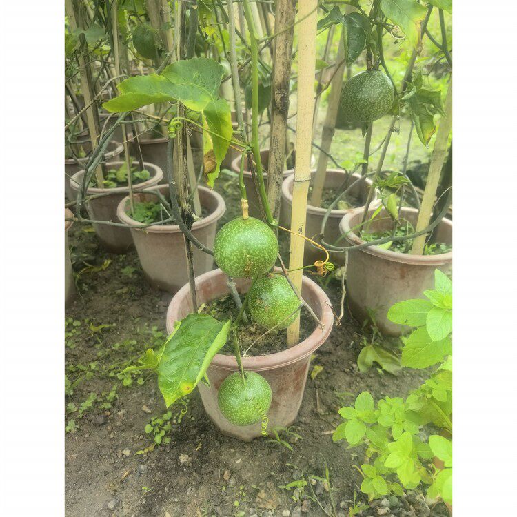 （拍照选苗）带花带果百香果苗九号紫香黄金大小苗一物一拍