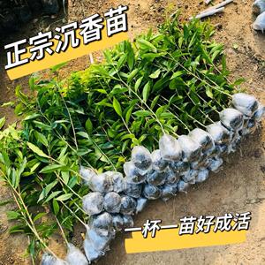 正宗白木沉香杯苗奇楠沉香树苗沉香木苗白木香棋楠叶原杯原土现发
