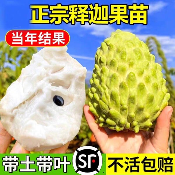 释迦果苗树嫁接台湾凤梨释迦苗特大牛奶释迦番荔枝林檎南方果树苗