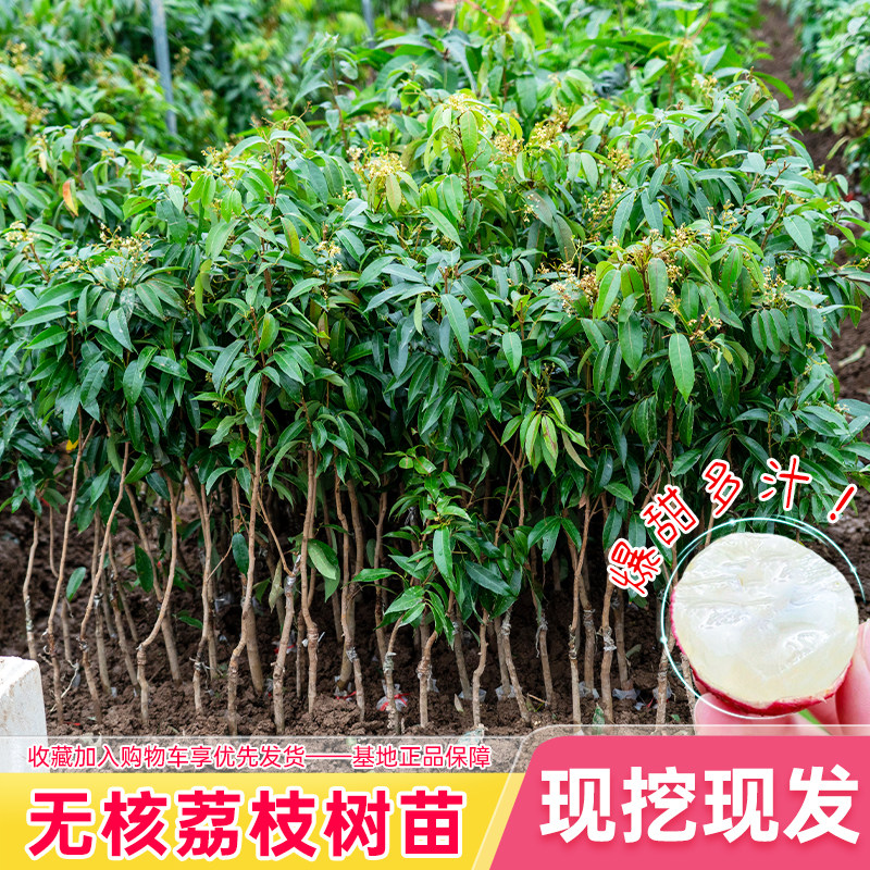 广西荔枝树苗桂味妃子笑无核荔枝嫁接苗带土带叶南方种植当年结果