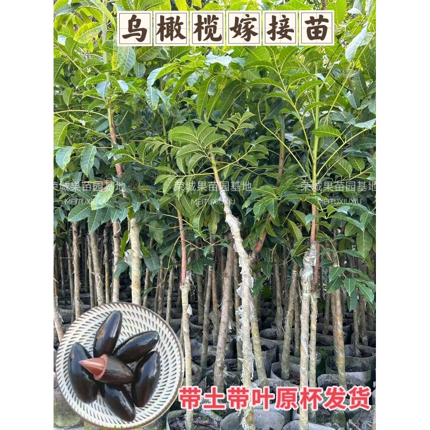 果树苗黑橄榄苗 嫁接苗乌橄榄黄橄榄树苗 直生苗南方种植果树带土