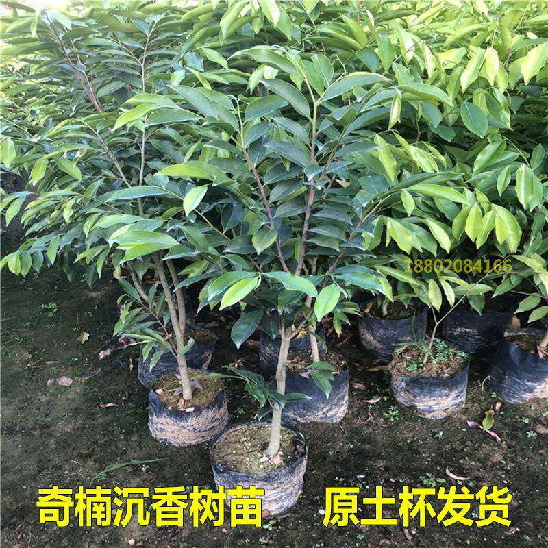 奇楠沉香树苗正宗奇楠树苗名贵树苗嫁接奇楠小苗一代白奇楠树苗