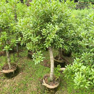 杨梅树苗黑炭水晶带花原土原杯盆栽地栽当年结果