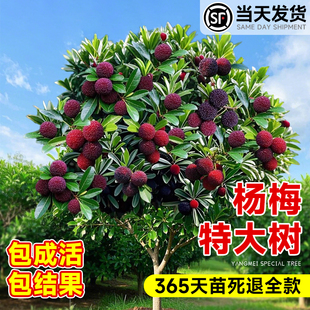 正宗东魁特大杨梅树苗当年结果仙居杨梅树嫁接苗南北方种植盆地栽