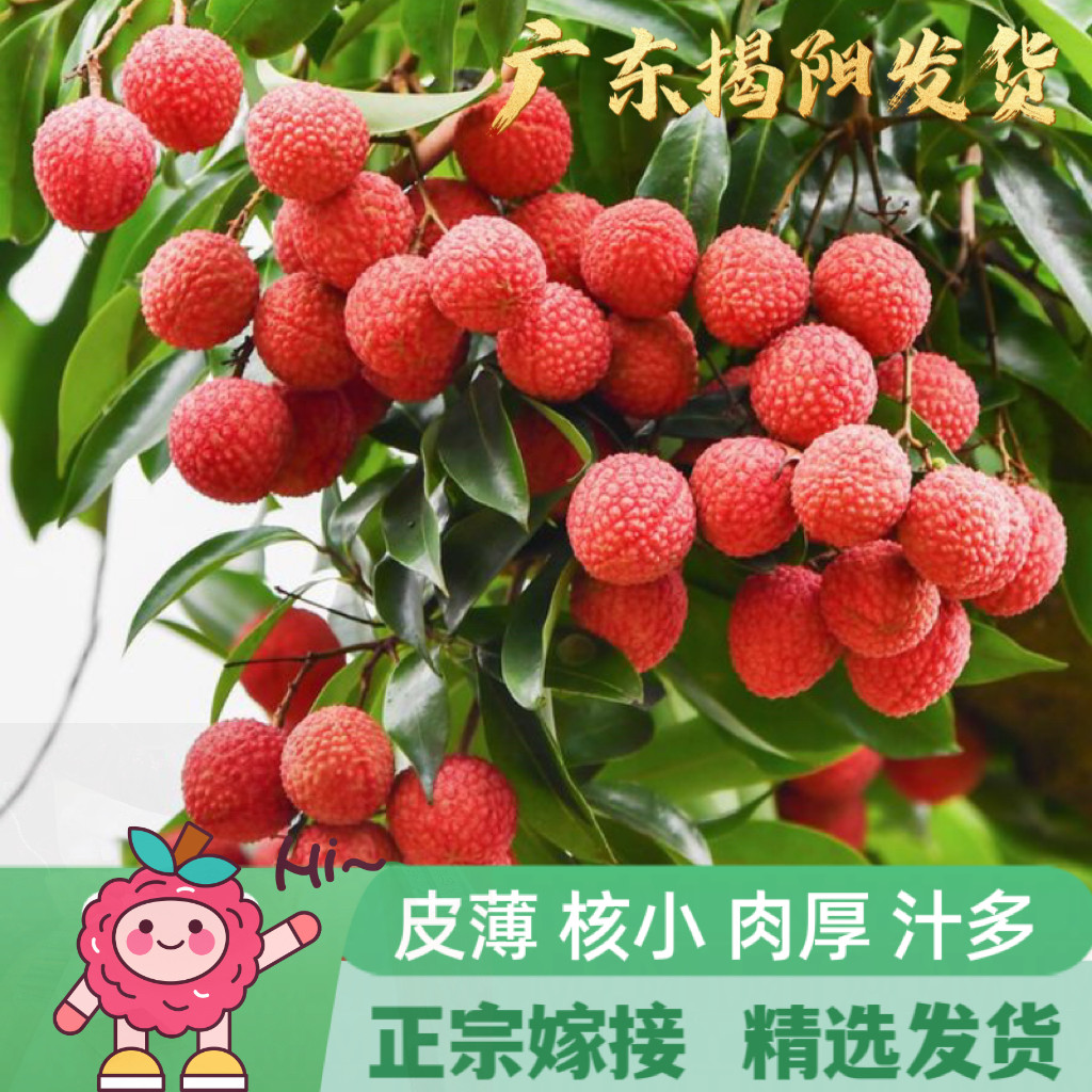 广东荔枝树苗桂味无核糯米糍妃子笑嫁接果苗仙进奉冰荔果树苗盆栽